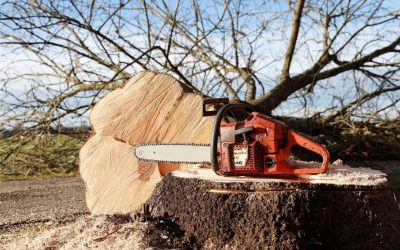 Abattage d&rsquo;arbres par un paysagiste professionnelle à Calais