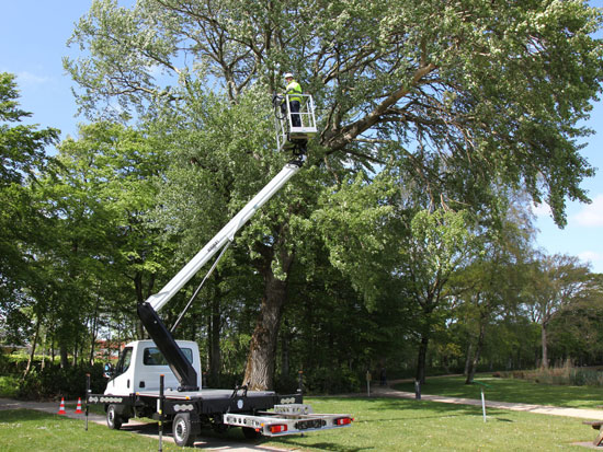 Elagage arbres grande hauteur avec nacelles, artisan Audruicq