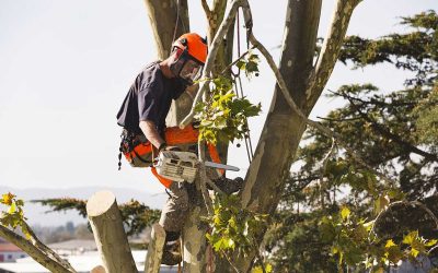 Elagage d&rsquo;arbres à Saint Omer par un professionnel