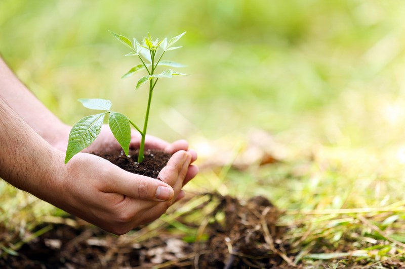 plantation arbustes, paysagiste Saint Omer