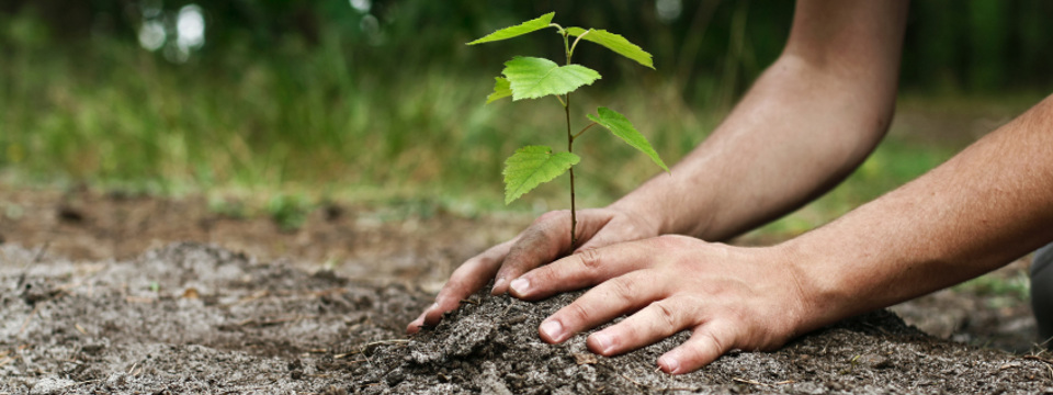 plantation arbres, Paysagiste Audruicq