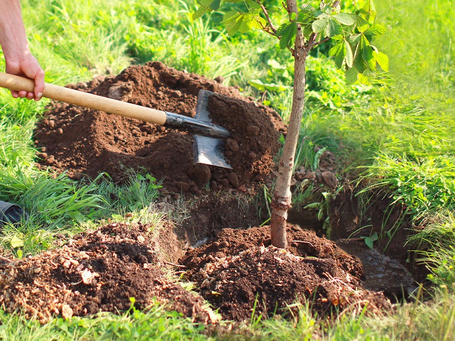 Plantation de haie, paysagiste Boulogne sur Mer