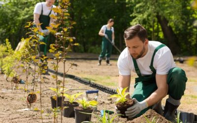 Comment planter un arbre fruitier à Calais et alentours?