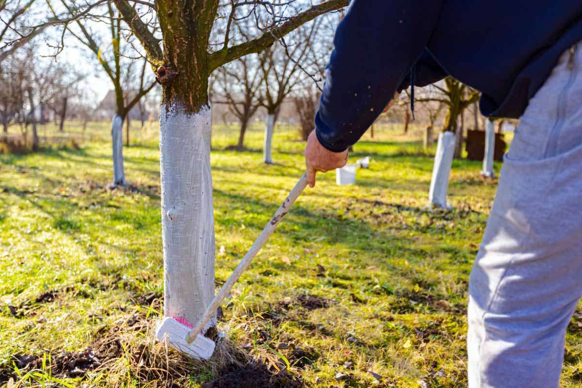 traitement d'arbres malades, entreprise espaces verts Saint Omer