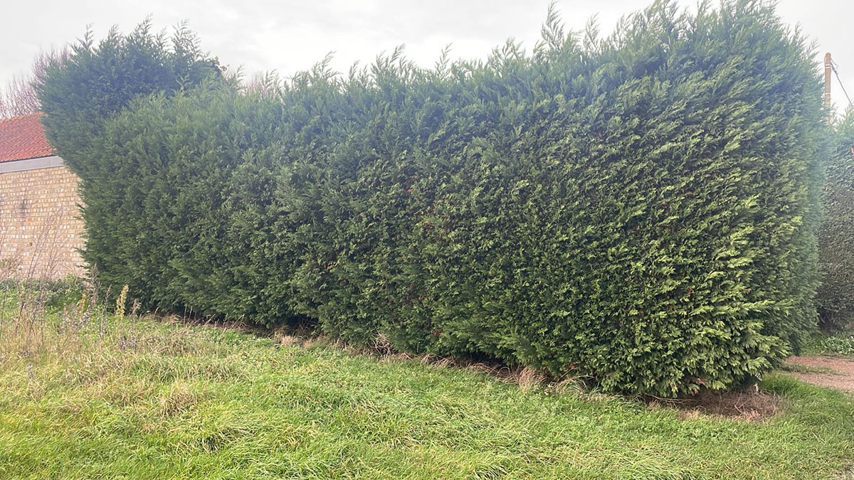 Taille de haie, paysagiste Offerkerque